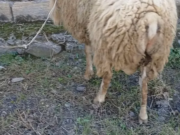 Ram, Sheep