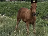 암말, Horse breed — 사진 5