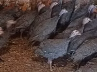 Guinea fowl — عکس 1