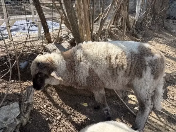 قوچ, گوسفند — مجارستان