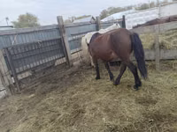 Kuda betina, Horses — foto 4