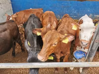 گاو نر, Simmental cattle — عکس 4