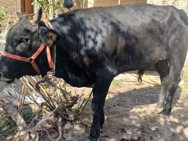 Bull, Cattle — Uzbekistan
