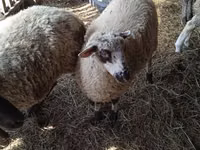 Ram, White Suffolk sheep — photo 2