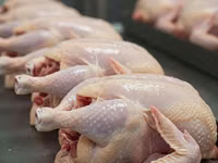 Chickens — sawirka 2