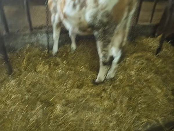 گاو ماده, Simmental cattle
