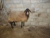 Ram, Sheep — photo 1