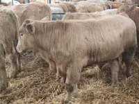 گاو و گوساله (گروه، جنسیت مشخص نشده), Simmental cattle — عکس 2
