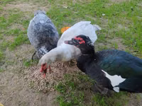 Guinea fowl — photo 2