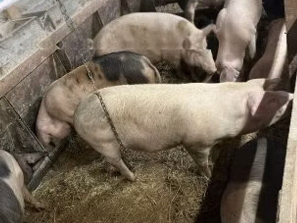 Pigs (batch, sex not specified), Pigs