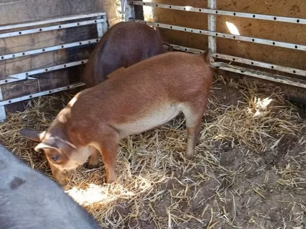 Sow,  — Hungary