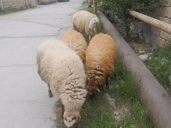 میش, گوسفند — جمهوری آذربایجان