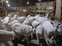 Kambing betina, Saanen goat — foto 2