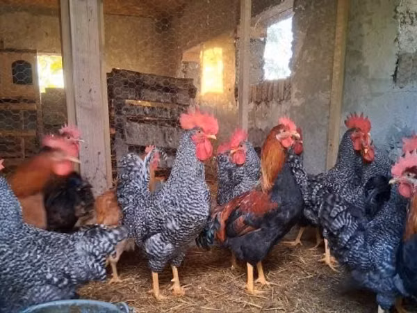 Chickens