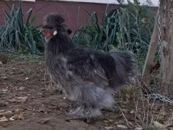 سیلکی