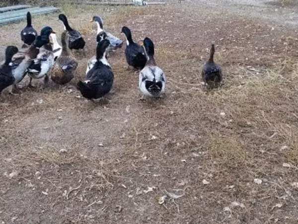 Ducks