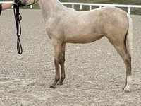 Mare, Rocky Mountain Horse — photo 2