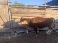 Lembu jantan, Simmental cattle — foto 3