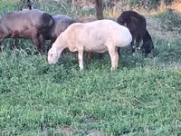 Sheep, Sheep — photo 6