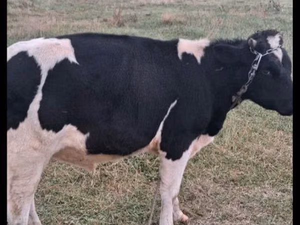 گاو نر, Russian Black pied cattle