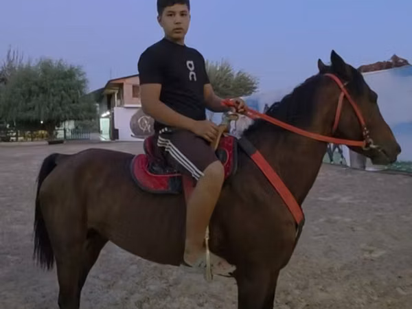 Horse (M), Horses — Uzbekistan