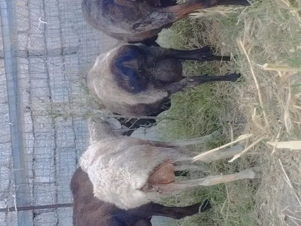 Sheep (batch, sex not specified), Sheep