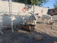 بز نر, Saanen goat — عکس 4