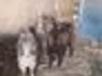 Echki, Echkilar — 5-rasm