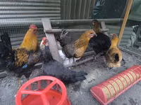Chickens — รูปภาพ 1