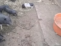 خوک ماده — عکس 3