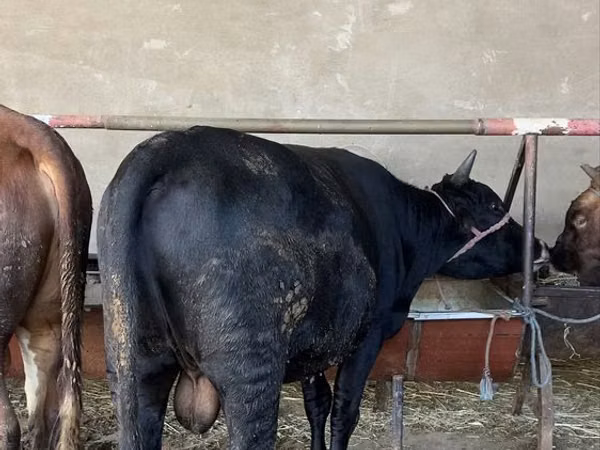 Bull, Cattle — Uzbekistan