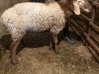 قوچ, گوسفند — عکس 5