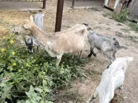 Kambing betina, Goats — foto 2