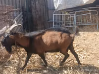 ወንድ ፍየል, Goats — ፎቶ 3