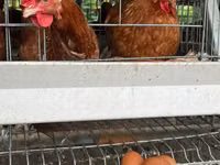 Chickens — foto 3