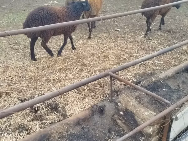 Biri-biri (lot, jantina tidak dinyatakan), Karabakh sheep