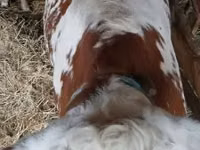 Cow, Simmental cattle — photo 2