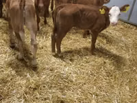 Bydło (partia, płeć nieokreślona), Simmental cattle — zdjęcie 5