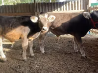 Skot (série, pohlaví neuvedeno), Swiss cattle — foto 3