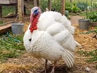 Turkeys — 照片 2