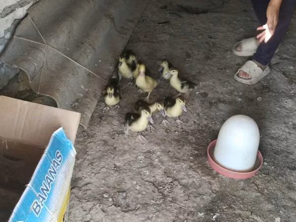 Ducks — Azerbaijan