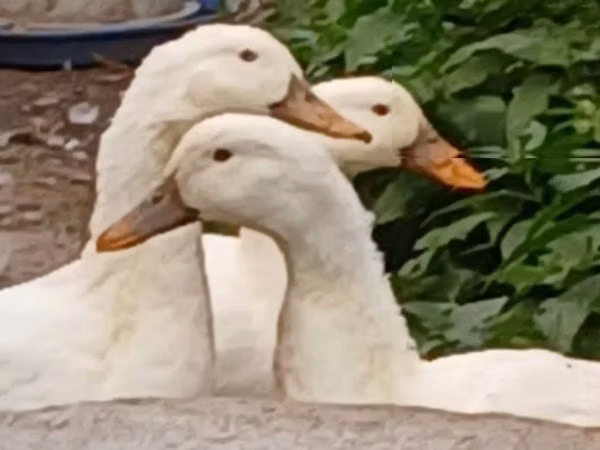 Amerika Pekin