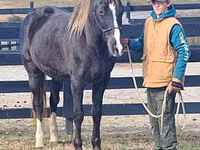 Hengst, Rocky Mountain Horse — Foto 8