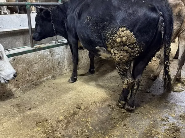 Vaca, Ganado vacuno