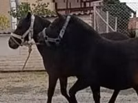 Farasi dume, Farasi — picha 3