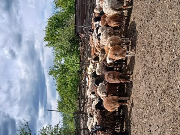 Sheep, Sheep — Russia