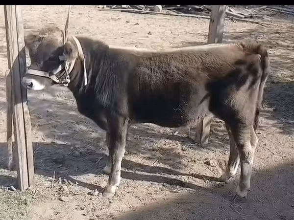 公牛, Alatau breed — 哈萨克斯坦