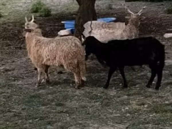 Koyun, Racka sheep — Macaristan