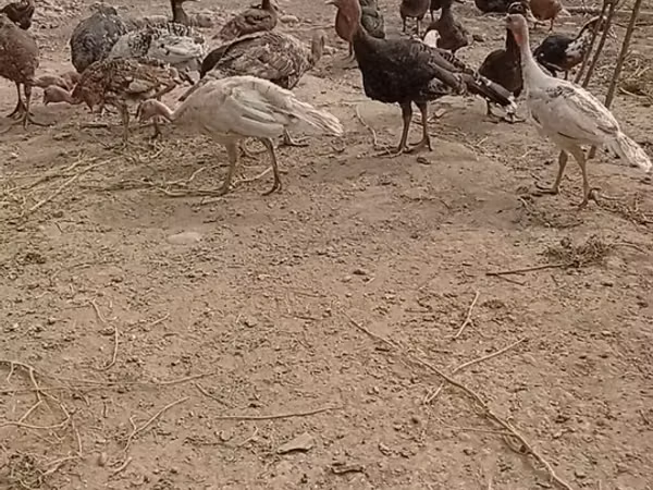 ব্রোঞ্জ — কিরগিজিস্তান