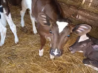 Vache, Vache limousine — photo 3